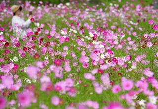 陽光を浴び、鮮やかに輝くコスモスの花々＝丹波市氷上町、清住コスモス園