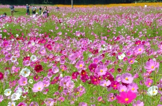 陽光を浴び、鮮やかに輝くコスモスの花々＝丹波市氷上町、清住コスモス園