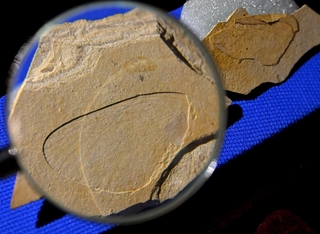 ２５０万年前の地層から見つかったポターニンミヤマシロチョウの羽の化石＝１５日午前、兵庫県新温泉町千谷、おもしろ昆虫化石館