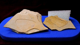 ２５０万年前の地層から見つかったポターニンミヤマシロチョウの羽の化石＝１５日午前、兵庫県新温泉町千谷、おもしろ昆虫化石館