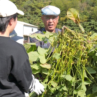 西山富さん（中央）と一緒に黒枝豆を収穫する参加者＝１８日、丹波篠山市小中