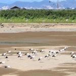 乾いたため池で羽を休めるコウノトリの群れ＝神戸市西区岩岡町