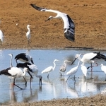 サギに混じって水辺で餌を探すコウノトリ＝神戸市西区岩岡町