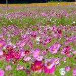 陽光を浴び、鮮やかに輝くコスモスの花々＝丹波市氷上町、清住コスモス園