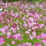 陽光を浴び、鮮やかに輝くコスモスの花々＝丹波市氷上町、清住コスモス園