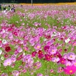 陽光を浴び、鮮やかに輝くコスモスの花々＝丹波市氷上町、清住コスモス園