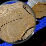 ２５０万年前の地層から見つかったポターニンミヤマシロチョウの羽の化石＝１５日午前、兵庫県新温泉町千谷、おもしろ昆虫化石館