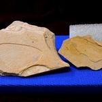２５０万年前の地層から見つかったポターニンミヤマシロチョウの羽の化石＝１５日午前、兵庫県新温泉町千谷、おもしろ昆虫化石館