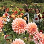 のどかな里山の中、あでやかに咲くダリア＝川西市黒川