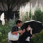 西洋ススキの穂が輝く街角では、日傘や半袖姿の通行人の姿が見られた＝２１日午後、神戸市中央区浪花町（撮影・辰巳直之）