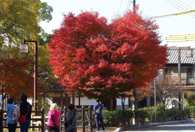 赤く色づき、ハート型に浮かび上がった２本のモミジ＝姫路市本町