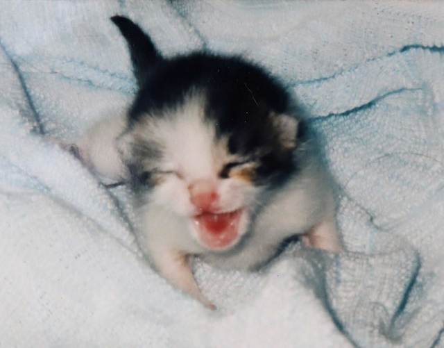 拾われて間もないころのピーちゃん＝１９９５年、神戸市灘区（藤藪みさ子さん提供）