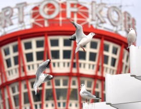 神戸ポートタワーを背に空を舞うユリカモメ＝神戸市中央区波止場町