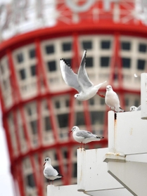 神戸ポートタワーを背に空を舞うユリカモメ＝神戸市中央区波止場町