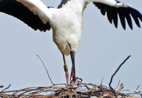 左足の指をトラバサミにはさまれたまま巣に戻ってきたコウノトリ＝豊岡市内（豊岡市提供）