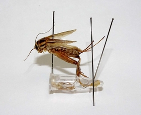 コオロギの標本とプロピレングリコールに保存した脚（県立人と自然の博物館提供）
