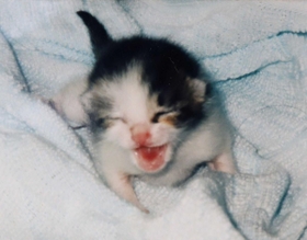 拾われて間もないころのピーちゃん＝１９９５年、神戸市灘区（藤藪みさ子さん提供）