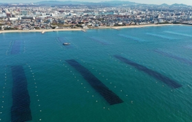 整然と海面に並ぶノリ網＝２５日午前、明石市の林崎・松江海岸沖（小型無人機で撮影）