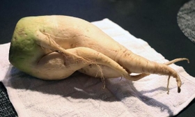 南あわじ市の畑で収穫された、先が三股に分かれた大根＝神戸市須磨区