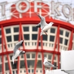 神戸ポートタワーを背に空を舞うユリカモメ＝神戸市中央区波止場町