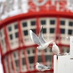 神戸ポートタワーを背に空を舞うユリカモメ＝神戸市中央区波止場町