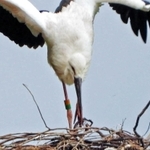 左足の指をトラバサミにはさまれたまま巣に戻ってきたコウノトリ＝豊岡市内（豊岡市提供）