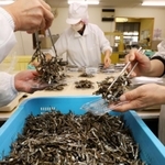 手際よくパック詰めされ、出荷されるごまめ＝淡路市岩屋