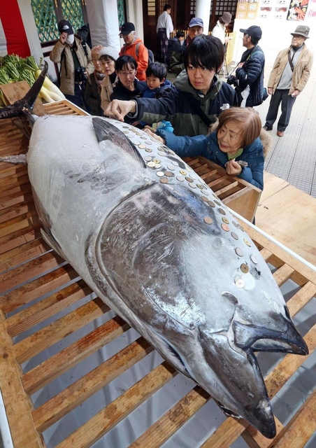 十日えびすでおさい銭の硬貨などが張られた奉納マグロ＝８日午前、西宮神社（撮影・風斗雅博）