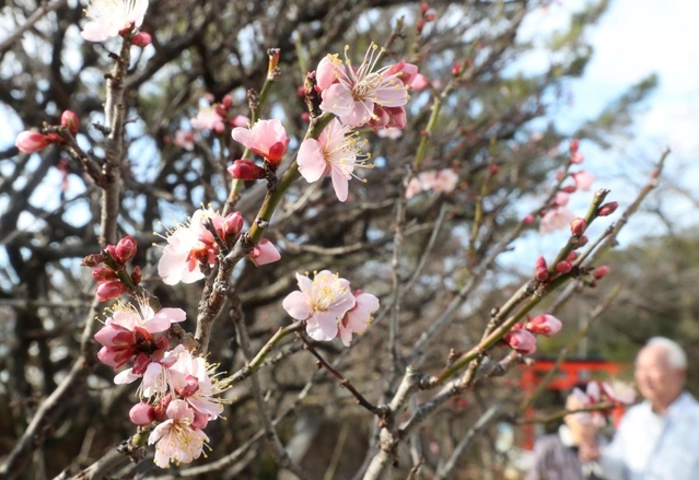 春を誘うように次々と咲き始めた梅＝神戸市須磨区天神町２、綱敷天満宮