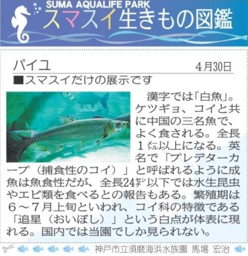 息子さんが気になった「パイユ」（神戸新聞朝刊「スマスイ生きもの図鑑」４月３０日掲載分より）