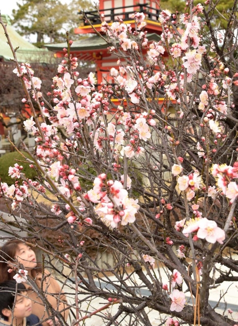 六分咲きの梅。例年より１週間ほど早く、１月末には満開になりそう＝１９日午後、神戸市須磨区天神町２、綱敷天満宮（撮影・後藤亮平）
