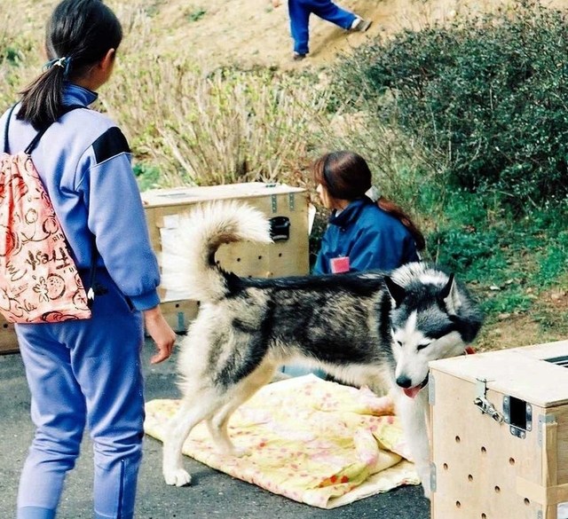 阪神・淡路大震災で被災して保護され、新たな飼い主に譲渡される犬（兵庫県南部地震動物救援本部提供）