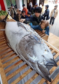 十日えびすでおさい銭の硬貨などが張られた奉納マグロ＝８日午前、西宮神社（撮影・風斗雅博）