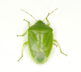 ツヤアオカメムシ（兵庫医科大学皮膚科学　夏秋優准教授提供）