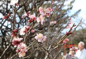 春を誘うように次々と咲き始めた梅＝神戸市須磨区天神町２、綱敷天満宮