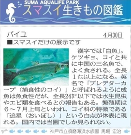 息子さんが気になった「パイユ」（神戸新聞朝刊「スマスイ生きもの図鑑」４月３０日掲載分より）