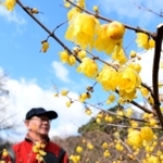 例年より早く見ごろを迎えたソシンロウバイ＝神戸・須磨離宮公園