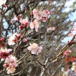 春を誘うように次々と咲き始めた梅＝神戸市須磨区天神町２、綱敷天満宮