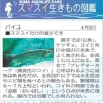 息子さんが気になった「パイユ」（神戸新聞朝刊「スマスイ生きもの図鑑」４月３０日掲載分より）