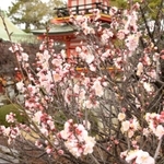 六分咲きの梅。例年より１週間ほど早く、１月末には満開になりそう＝１９日午後、神戸市須磨区天神町２、綱敷天満宮（撮影・後藤亮平）