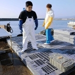 減少に歯止めがかからない瀬戸内海のイカナゴ。昨年のシンコ（稚魚）漁では、１回の水揚げがわずか１箱だった船も＝２０１９年３月５日、神戸市垂水区平磯３、垂水漁港