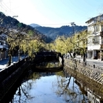 柳揺れる城崎温泉街＝豊岡市城崎町湯島
