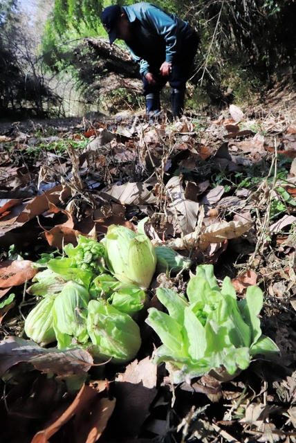 枯れ葉を押しのけ芽を出したフキノトウ＝神戸市西区押部谷町木見