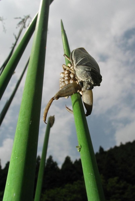 草に産み付けられた卵塊を守るタガメ＝姫路市内