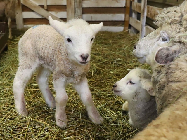 愛くるしい姿を見せるヒツジの赤ちゃん＝神戸市灘区六甲山町