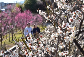 紅白に咲き誇るウメの花。一足早く春の訪れを告げる＝１０日午後、神戸市東灘区岡本６
