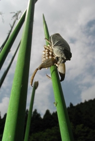 草に産み付けられた卵塊を守るタガメ＝姫路市内