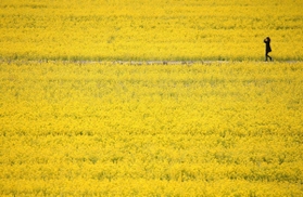 一面に咲いた菜の花畑＝姫路市夢前町玉田