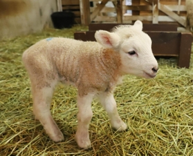 愛くるしい姿を見せるヒツジの赤ちゃん＝神戸市灘区六甲山町