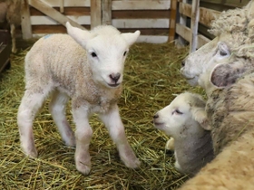 愛くるしい姿を見せるヒツジの赤ちゃん＝神戸市灘区六甲山町